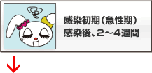 感染初期（急性期）感染後、2～4週間